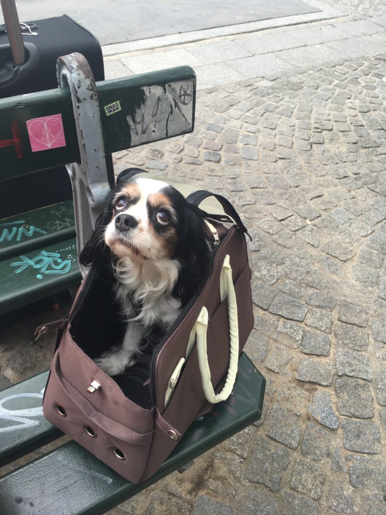Moving abroad with your dog