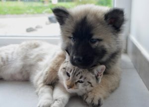 puppy and kitten living together