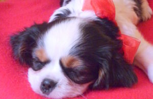 cavalier king charles puppy with a red ribbon on a red blanket