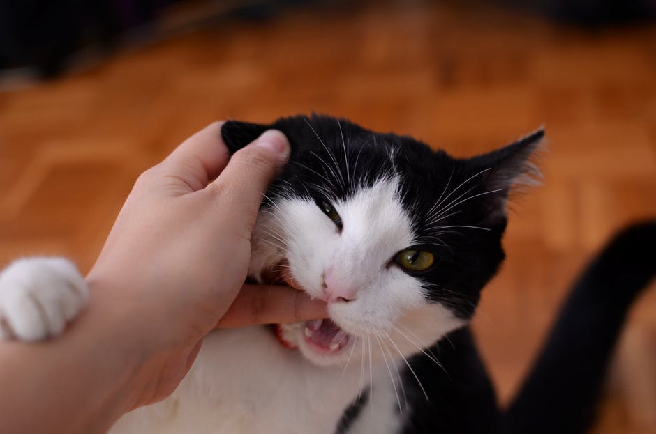 Strange Cat Behavior Explained - Cat biting a hand