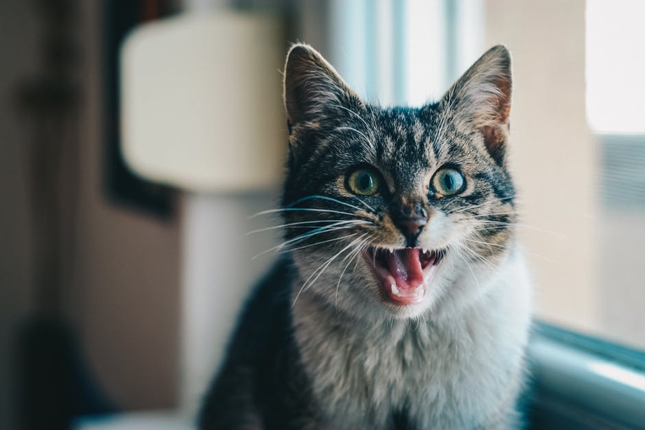 Strange Cat Behavior Explained - cat meowing