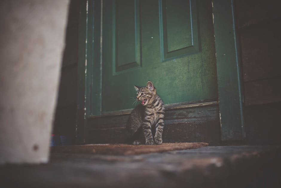 Strange Cat Behavior Explained - Cat meowing in front of a closed door
