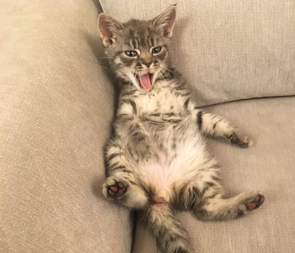 Strange Cat Behavior Explained - kitten lying on her back with a tongue out