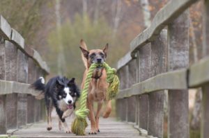 border collie and another dog playing and running with a rope toy