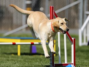 obedience training dog to jump over hurdles