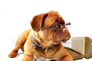 smart things that dogs do - dog with glasses