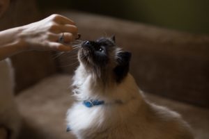 Finding The Right Cat For You