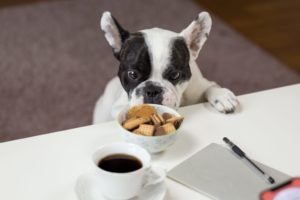 toxic foods for dogs to avoid - dog that wants to eat biscuits from the table