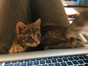 Mishi pets cat staring at a laptop