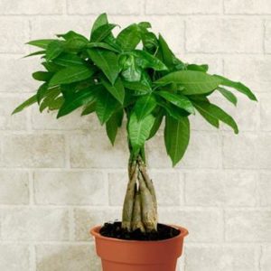 Money Tree suitable for cats