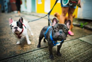 two pug dogs with leash and harness
