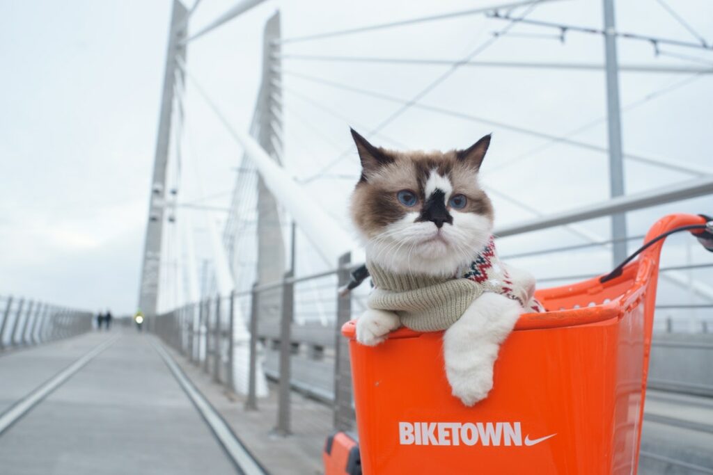 Cat in a bicycle basket