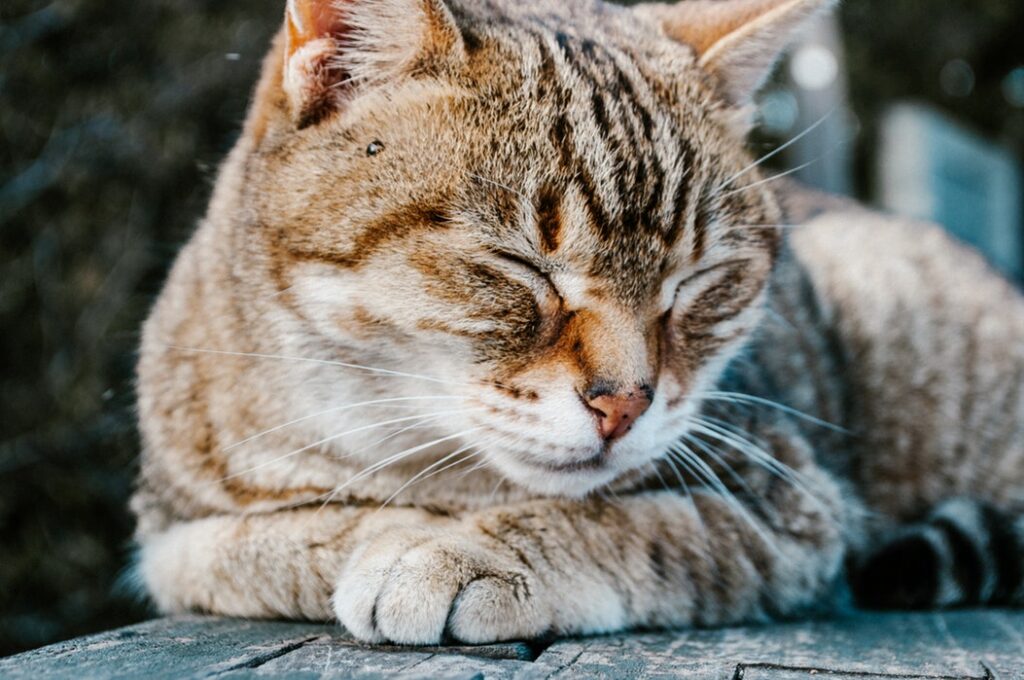 cat with closed eyes