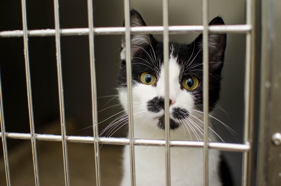 cat in a cat box - behind bars