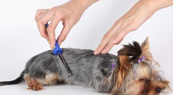 Grooming a yorkshire terrier with a comb