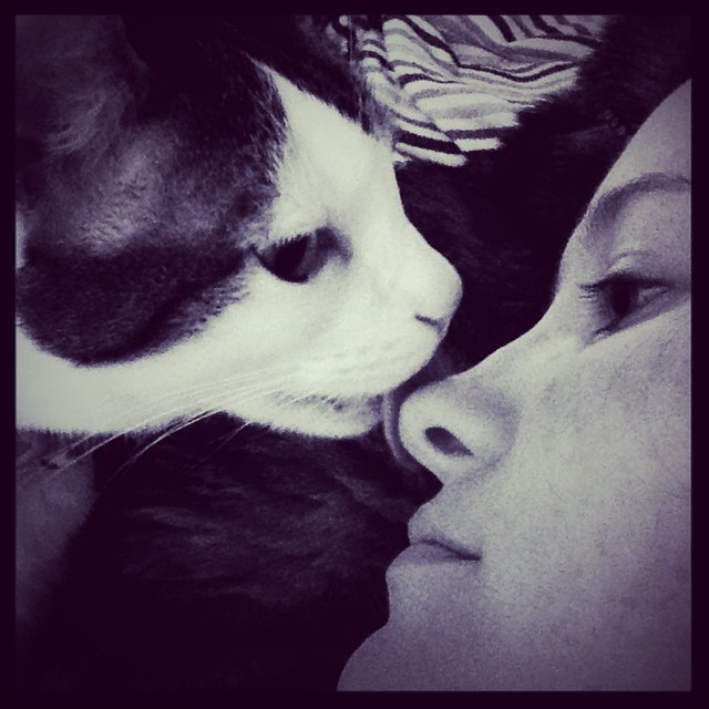 cat kissing a girl on the nose
