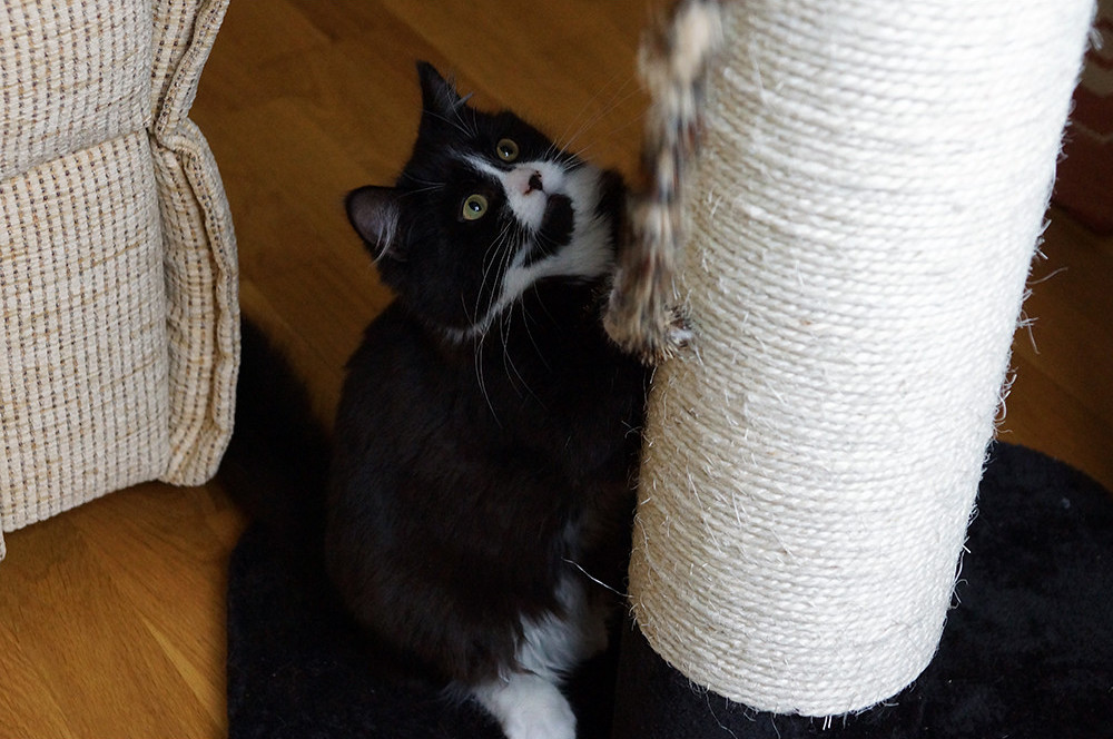 cat on a scratching post