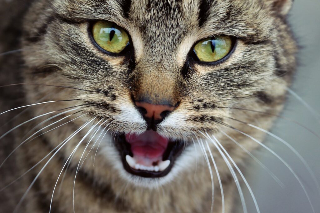 kat met open mond miauwt