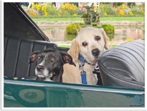 traveling with a dog - dog in a car - two cogs in a convertible