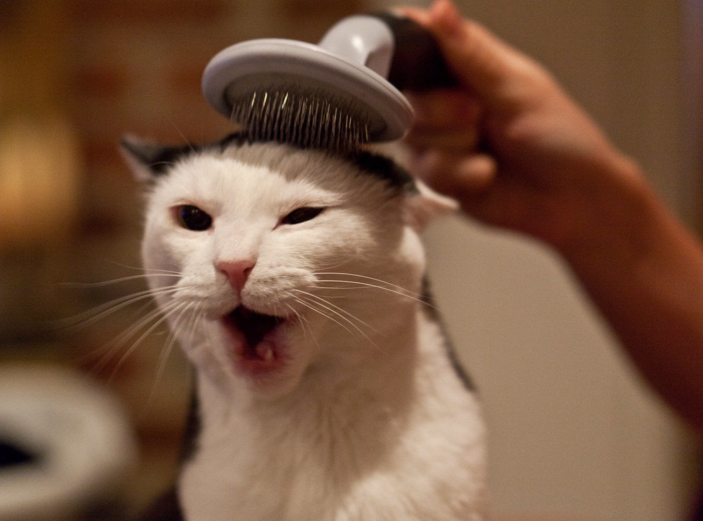 grooming a cat with a brush