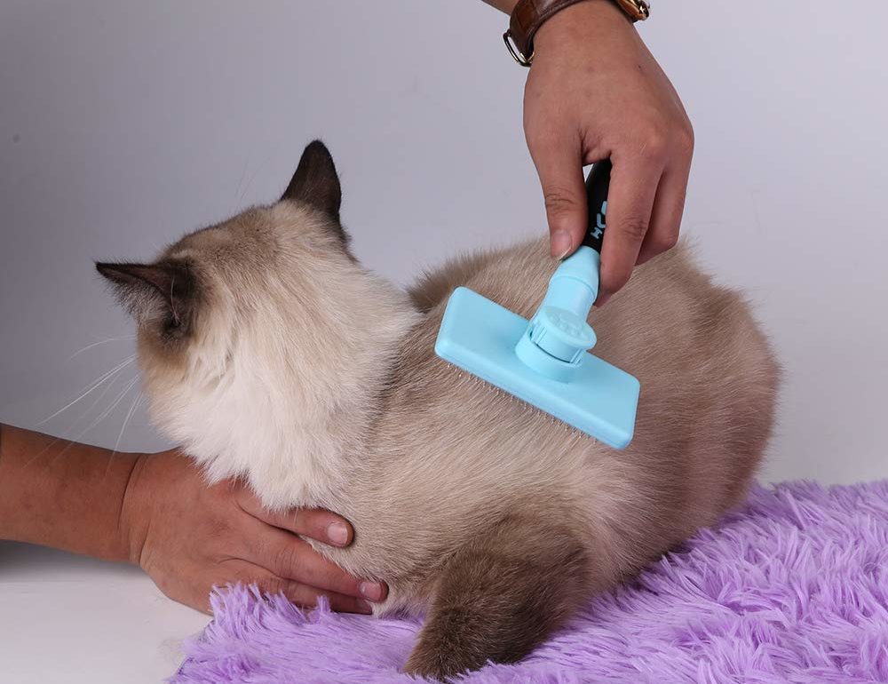 grooming a cat with a grooming brush
