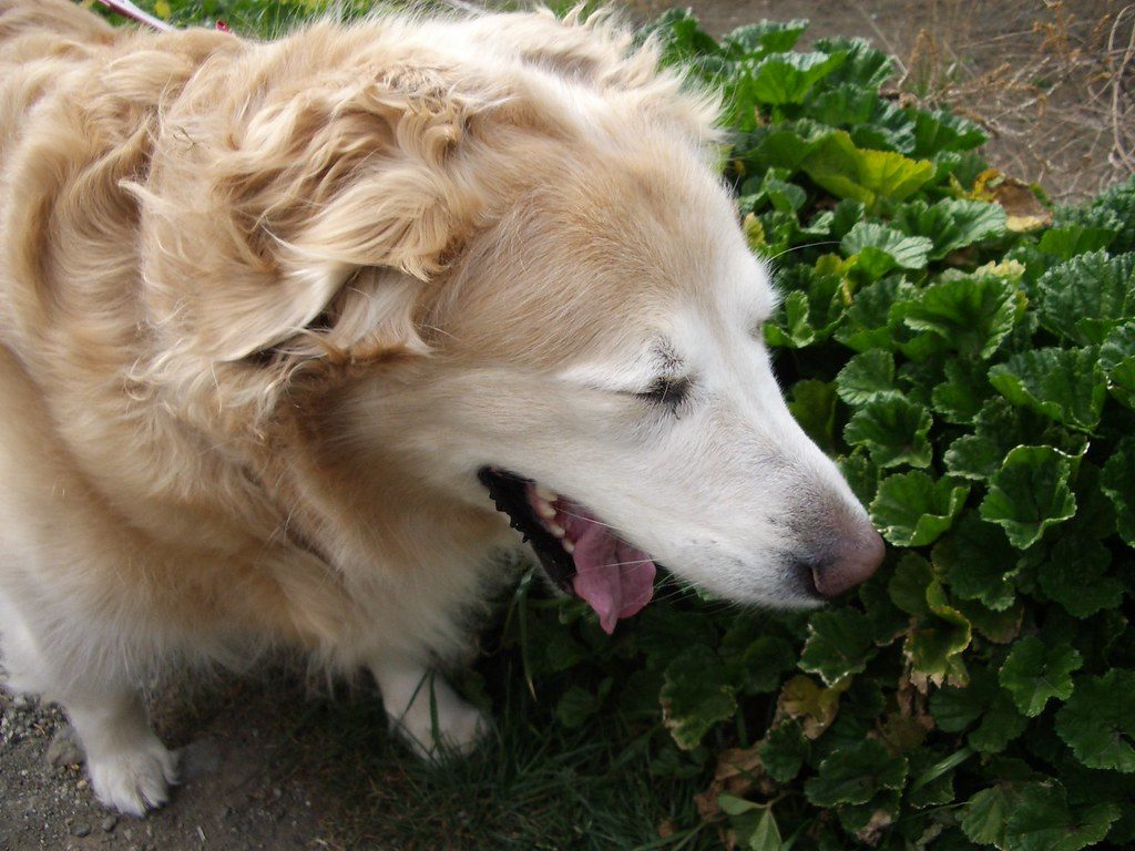 dog allergies - sneezing labrador dog