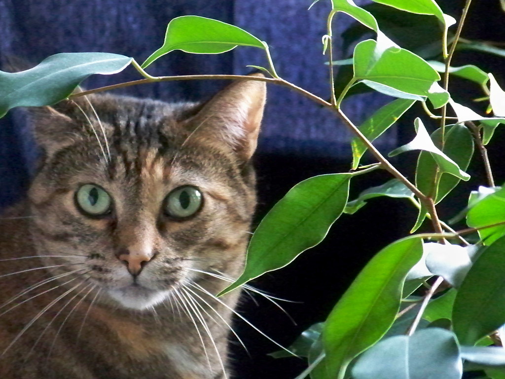 Houseplants Safe for Cats Which Plants Are Cat Friendly Mishi Pets