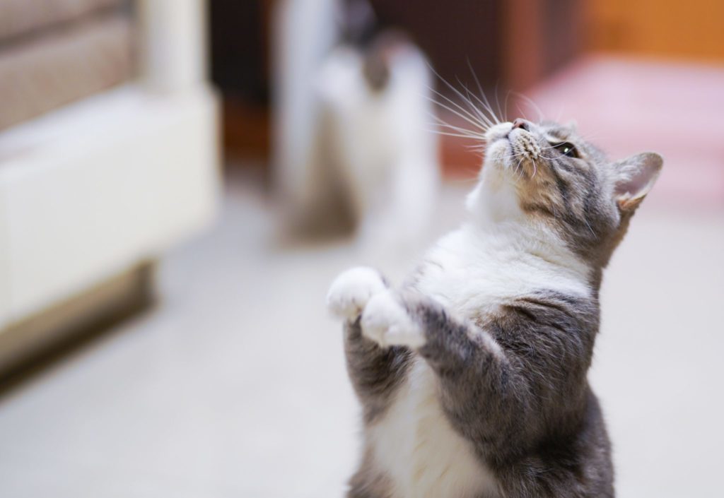 how to train your cat - cat begging on hind legs