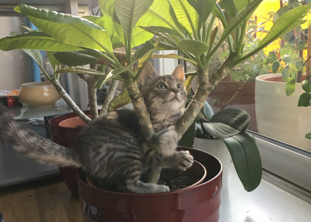 cat in a cat friendly plant