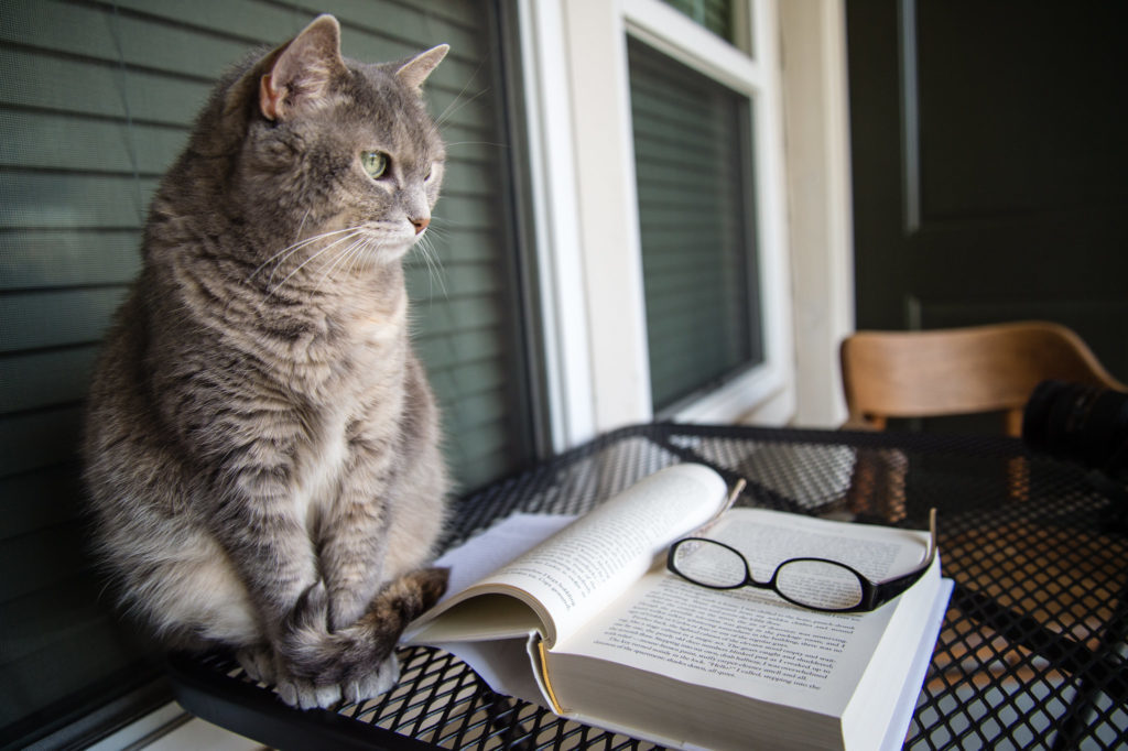 cat in front of a book and a pair of glasses