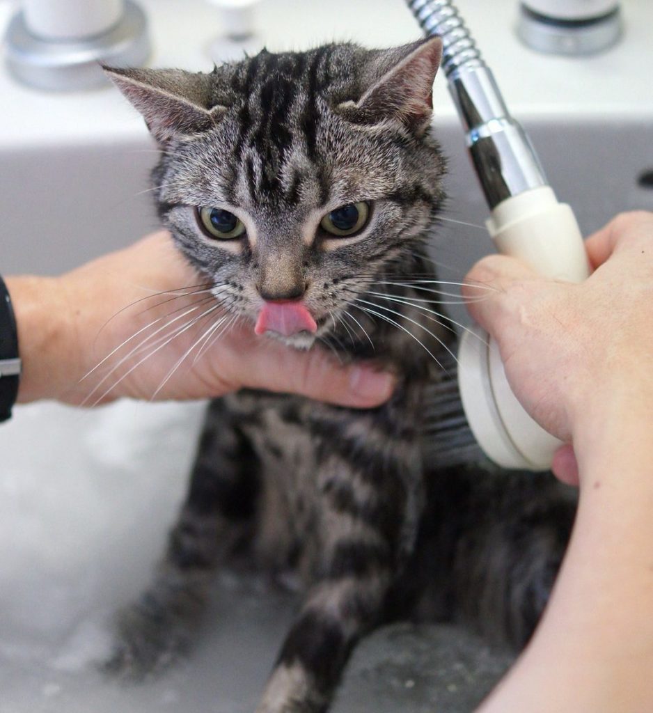 Bathing a cat - Wet Cat shampooing