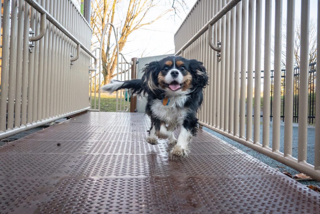 dog running happily