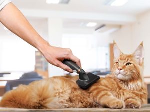 grooming a cat with a brush
