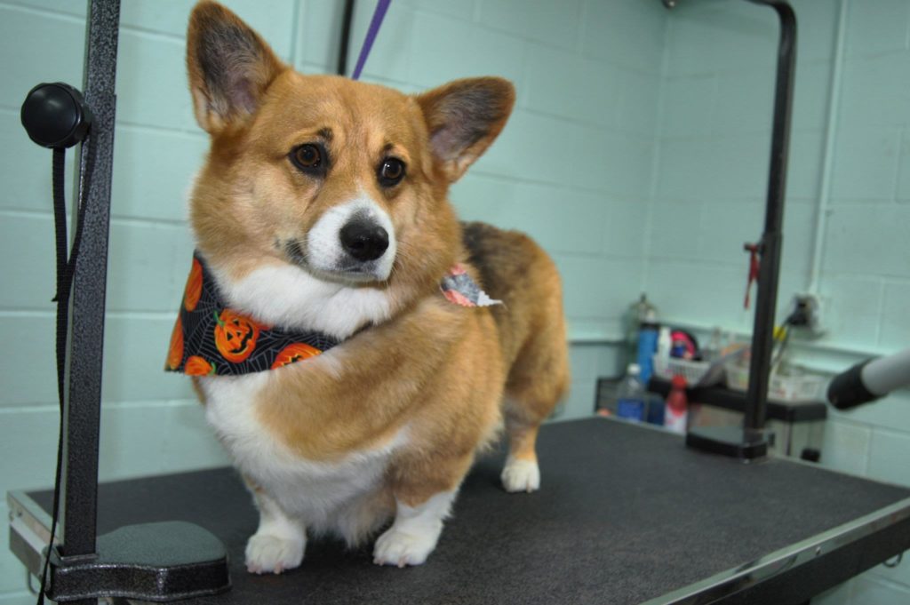 how do you groom pembroke welsh corgi