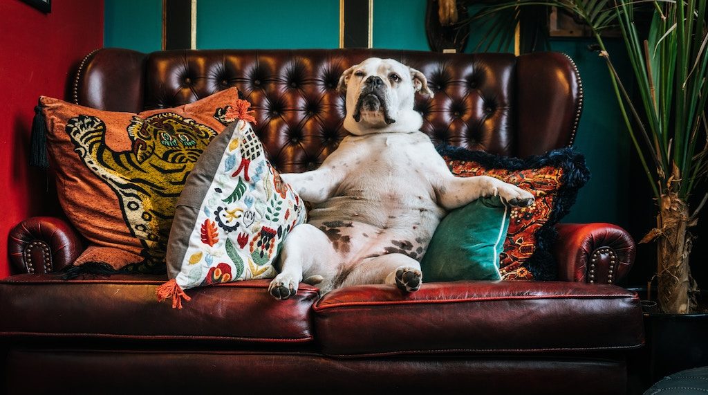 Fat dog - dog sitting on the sofa like a human