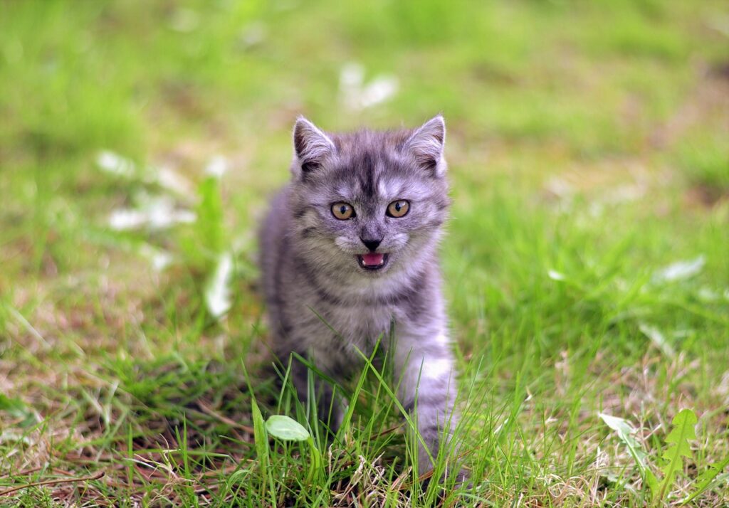 kitten miauwen in het gras