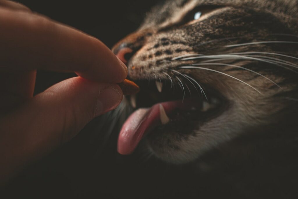 Dental Problems with Cats
