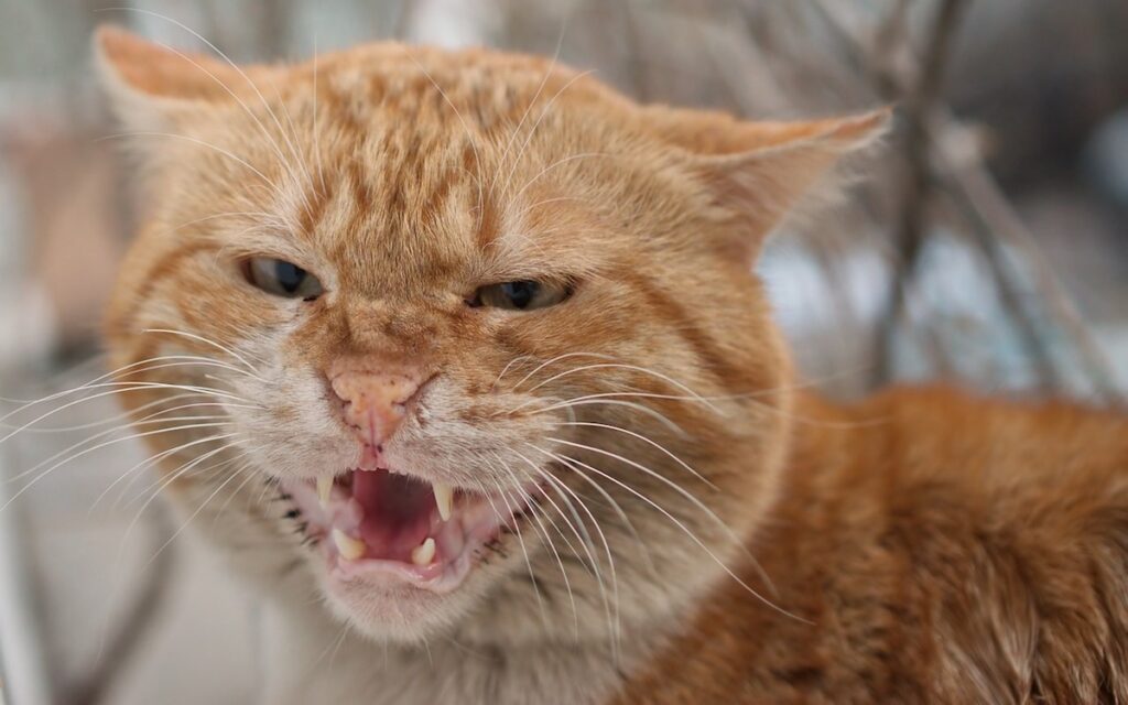 Dental Problems with Cats and How to Prevent Them