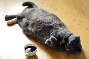 Controlling Your Cat’s Weight – Keeping Your Pet Healthy