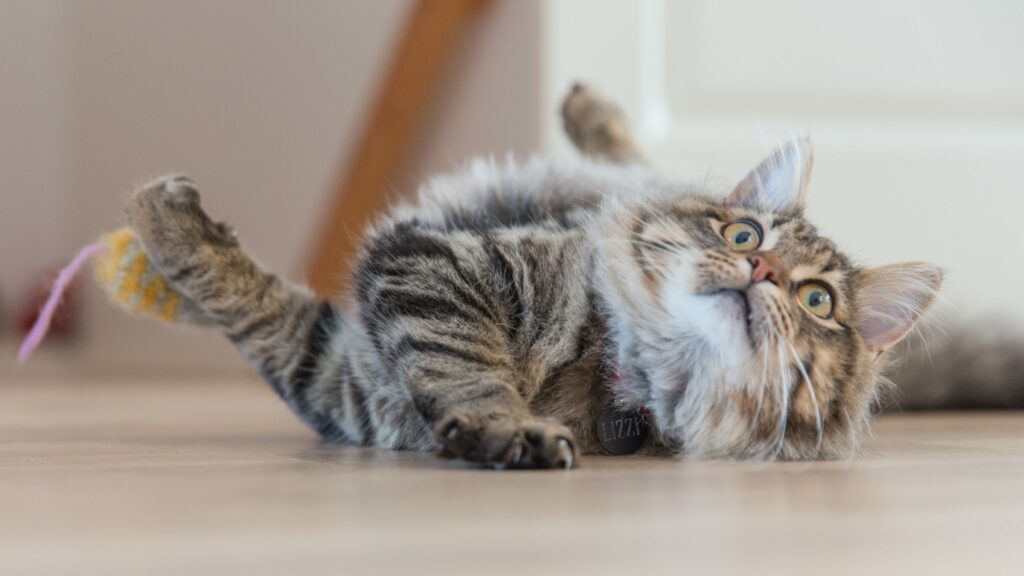 The Overweight Cat: Learn How to Control Your Cat’s Weight
