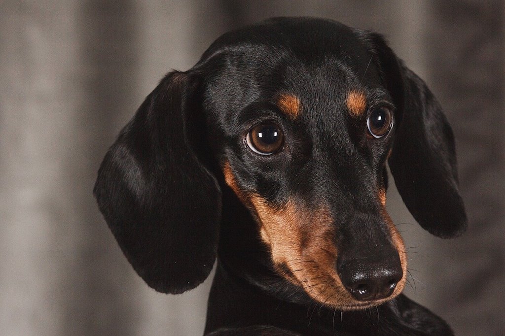 Dachshund - Best dog breeds for small apartments