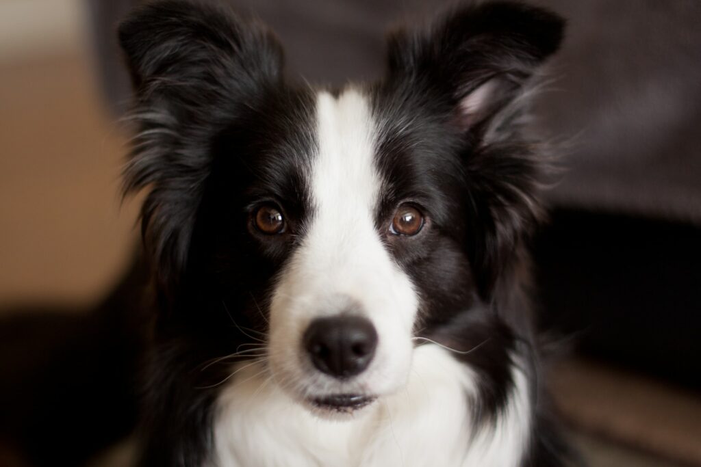 The Best Dog Breeds for Children and Babies -  Border Collie