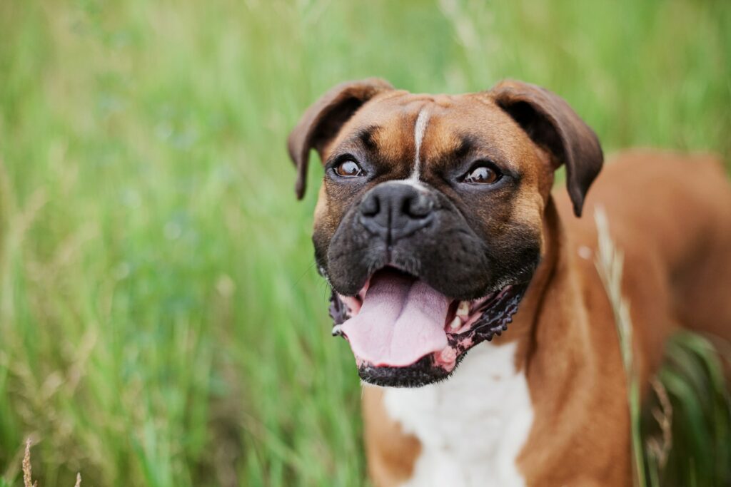 The Best Dog Breeds for Children and Babies - Boxer