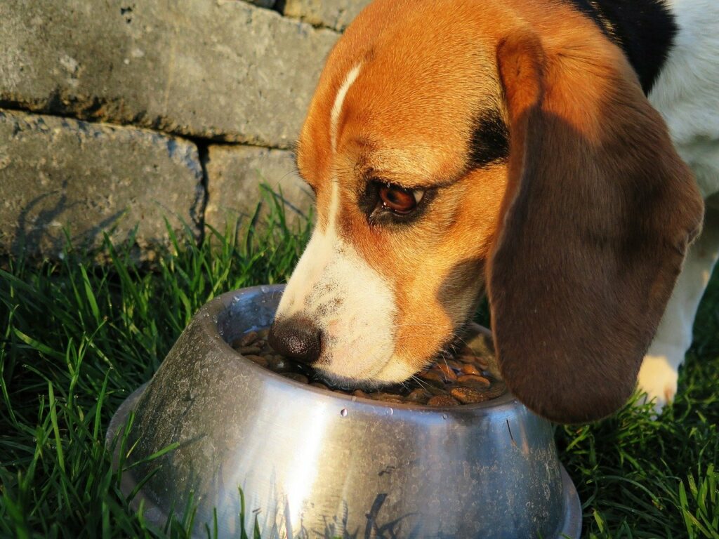 What to Do When Your Dog Is Not Eating