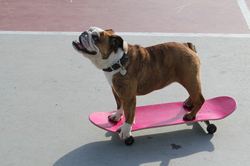 How to Teach a Dog to Ride a Skateboard
