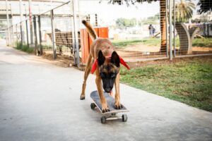 How to Teach a Dog to Ride a Skateboard