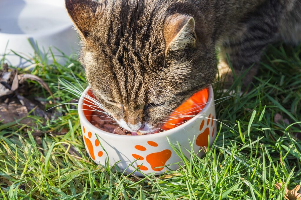 The Best Cat Food in a ceramic bowl