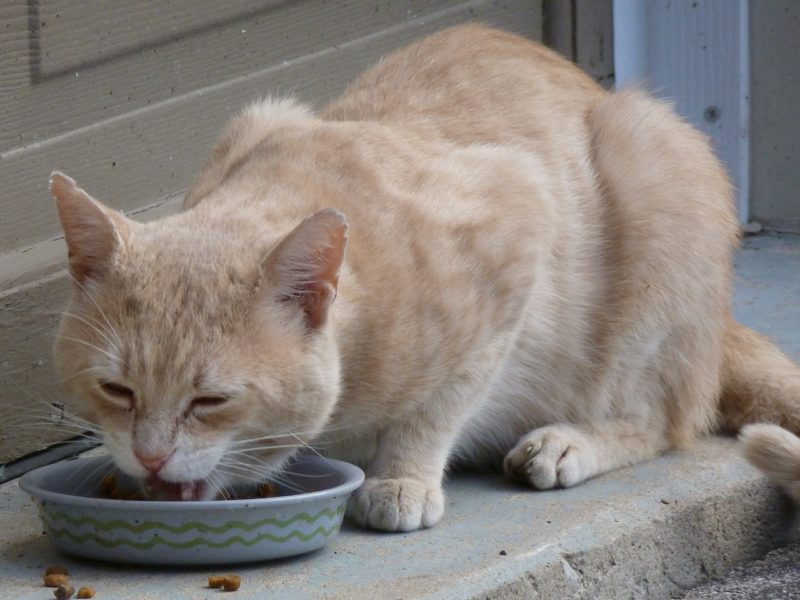 The Best Cat Food – Keeping Your Cat’s Diet Natural - Mishi Pets