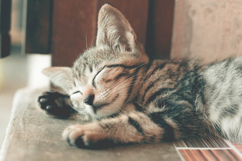 little kitten sleeping