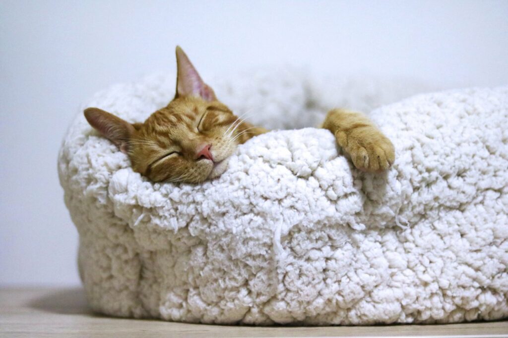 cat sleeping in a cat bed